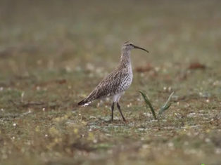 Maçarico-de-bico-fino fotografado na década de 1980, uma das últimas imagens conhecidas da espécie.