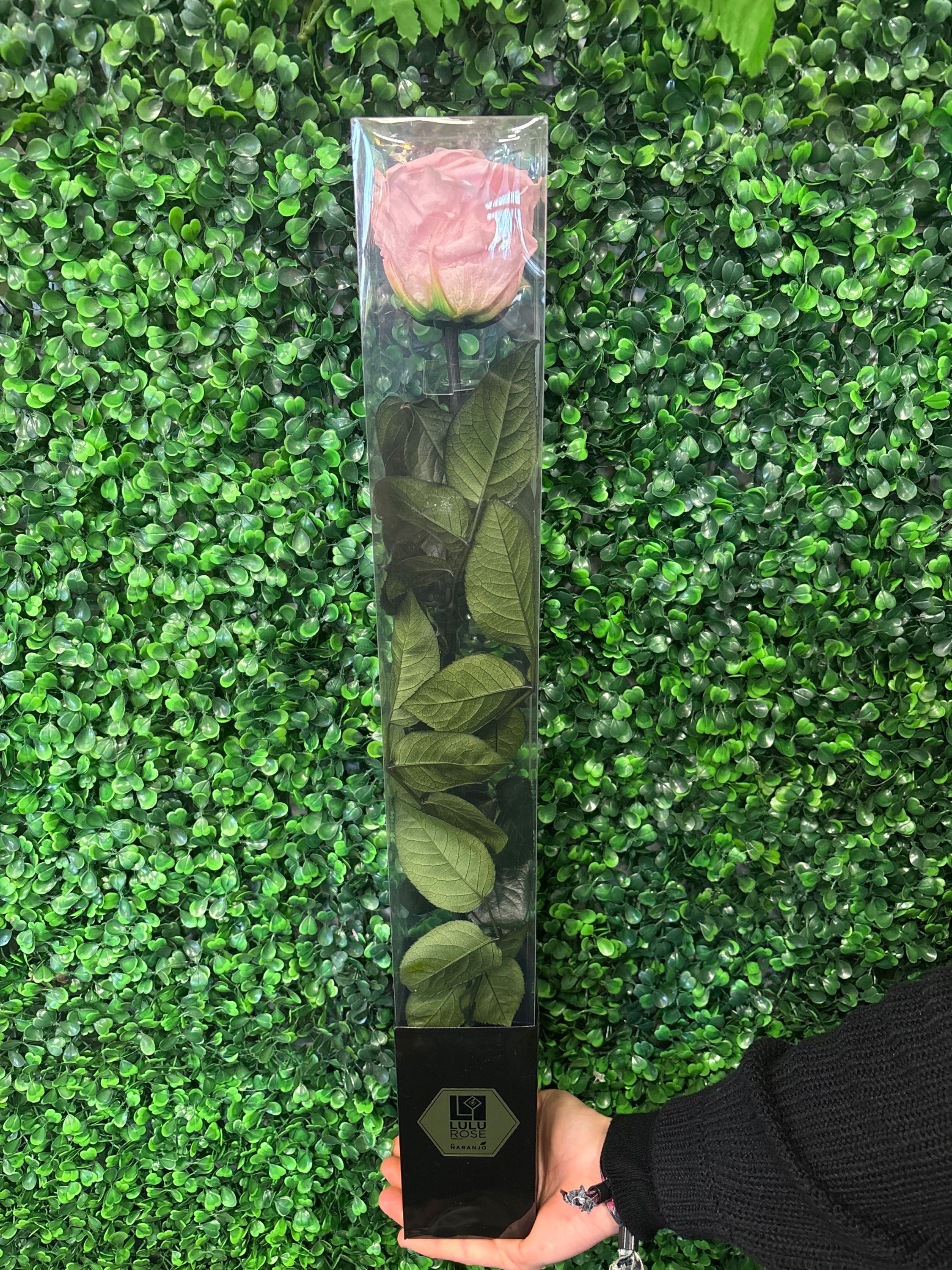 Rose éternelle sur tige