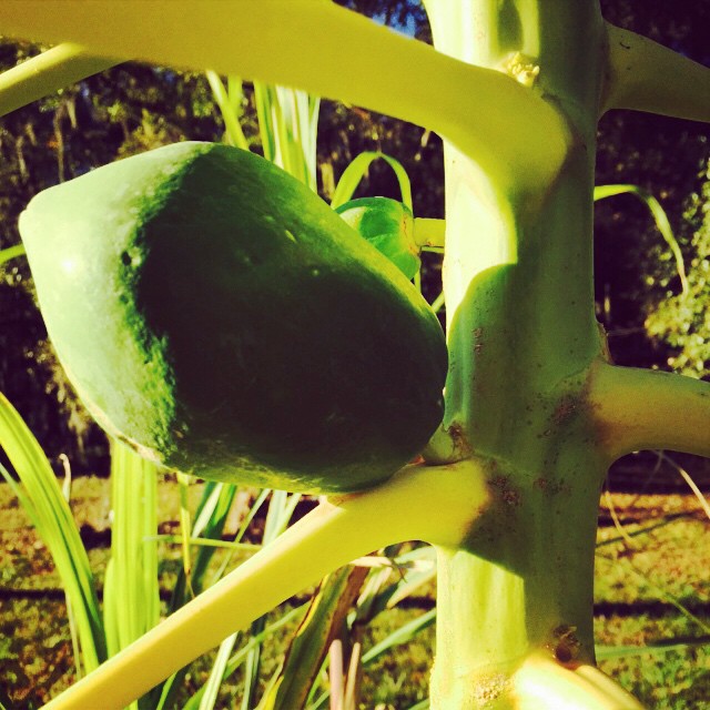 Baby Papaya #papaya #fruit #green #growfood #homegrown #healthy #cleaneating #florida #tampa #tasty