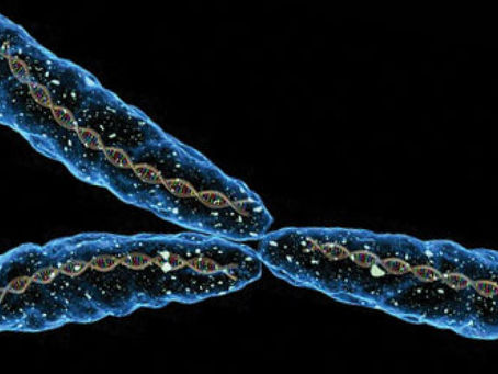 El cromosoma ´Y´ ya no es indispensable para tener descendencia