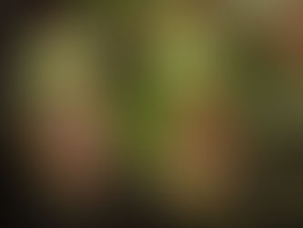 ¿Cómo se vuelven carnívoras las plantas?