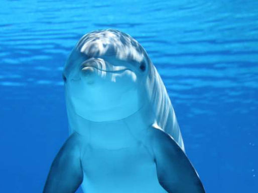 La revolución de la mente animal: cae el mito del "humano único"