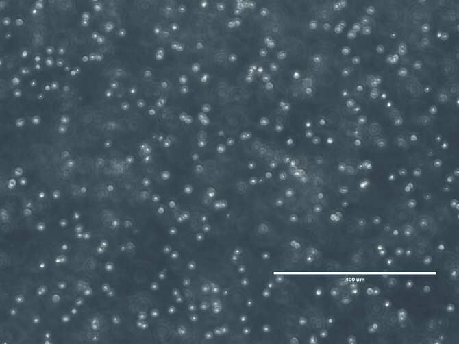 Los "superpoderes" de las células madre cultivadas en el espacio