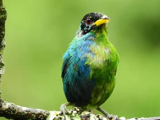 Avistan un raro pájaro mitad macho y mitad hembra