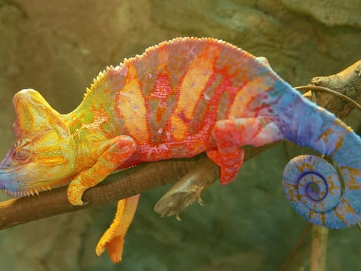¿Cómo cambia de color el camaleón?