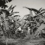 1928: La Masacre de las Bananeras. El  inicio de las luchas sindicales