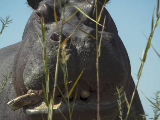 Los hipopótamos de Escobar llegan al cine. Se estrena ´Pepe´ esta semana
