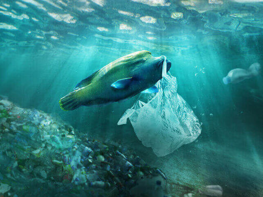 La acidificación del océano está dejando sordos a los peces