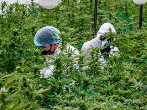 Los millonarios ingresos que generaría la industria del cannabis