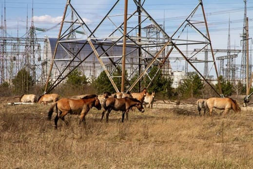 Conflicto en Ucrania altera el comportamiento de la fauna en Chernóbil