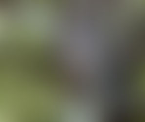 ¿Por qué las aves no se caen de las ramas mientras duermen?