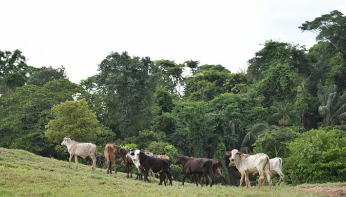 Tierra, ganadería y paramilitarismo: los males históricos de la Costa Caribe