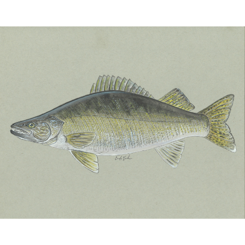 Walleye