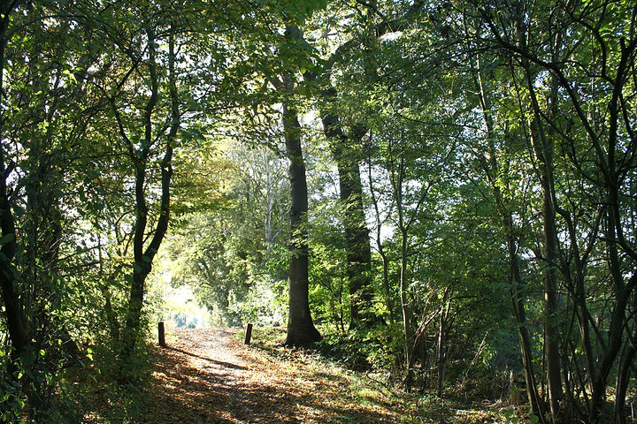 Forest Trail_edited.jpg