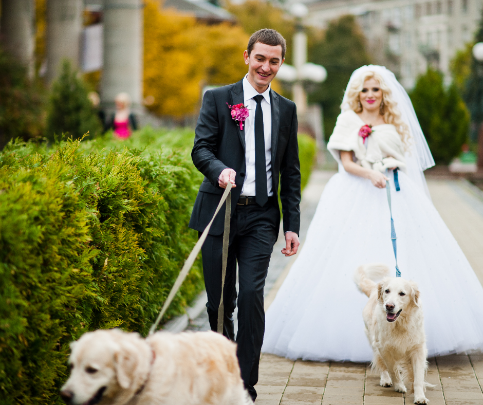 A bride and groom joyfully walk their two dogs together, celebrating their special day in a beautiful outdoor setting.