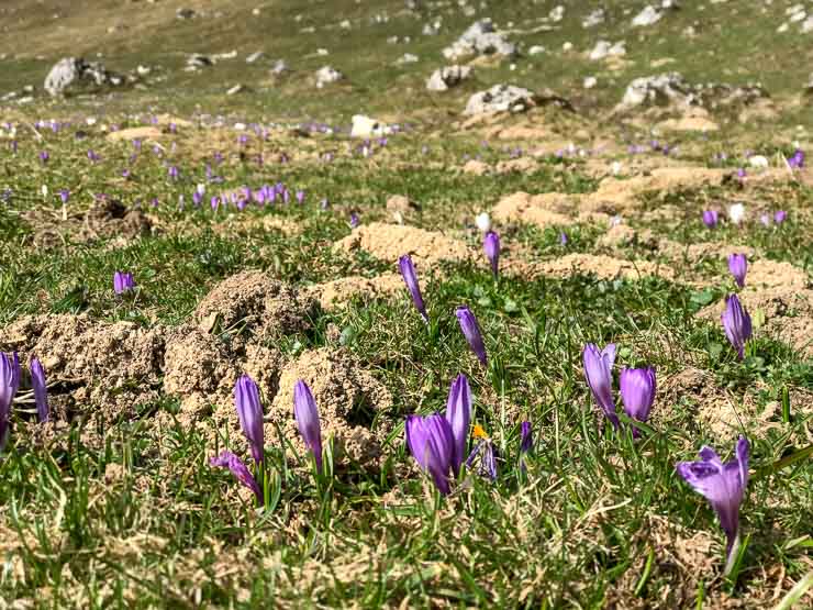 wanderung krokuszeit heuberg 