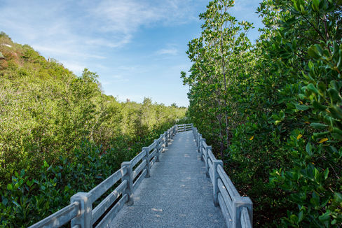 Elevated boardwalk path through lush green foliage