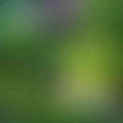 Thatched-roof hut nestled in lush tropical garden