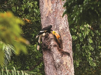 Rufous-necked hornbill feeding chick in tree