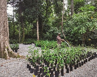 Gardener watering saplings in a lush forest