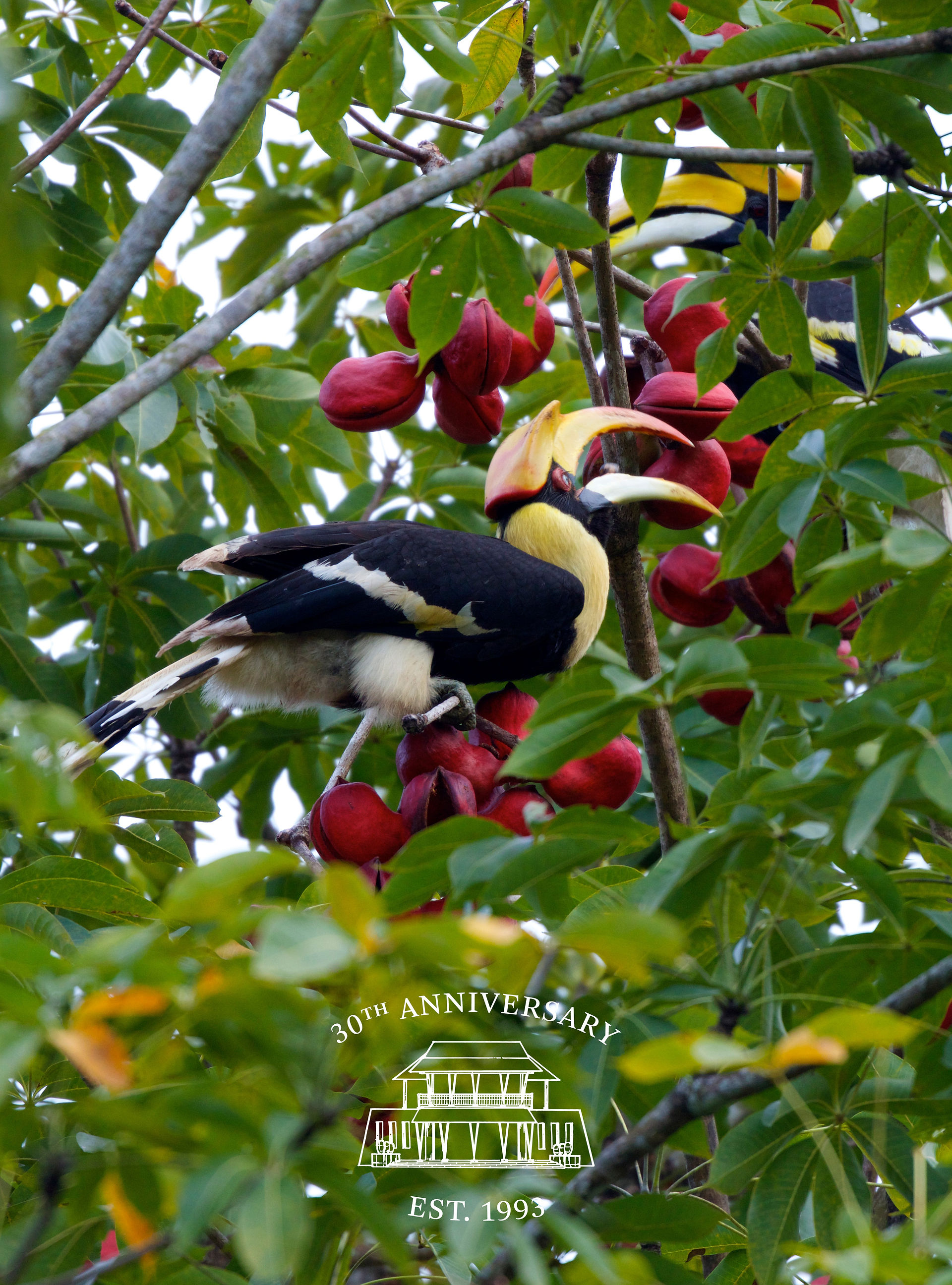 Hornbill feeding on red fruits in tree