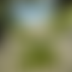 Plant on tranquil beach, ocean view