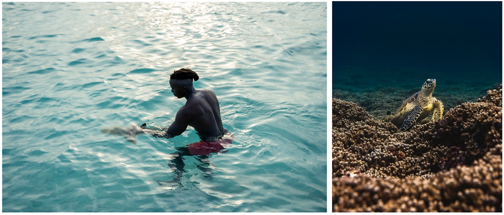 A person in red shorts wades in clear water, while a sea turtle rests on coral in an underwater scene. The mood is serene.