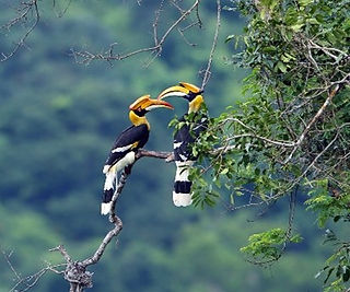 Two Great Hornbills perched on a branch
