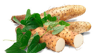 Wild Yam Cream best in South Africa