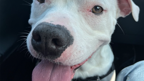 4 Month - Adoption Update