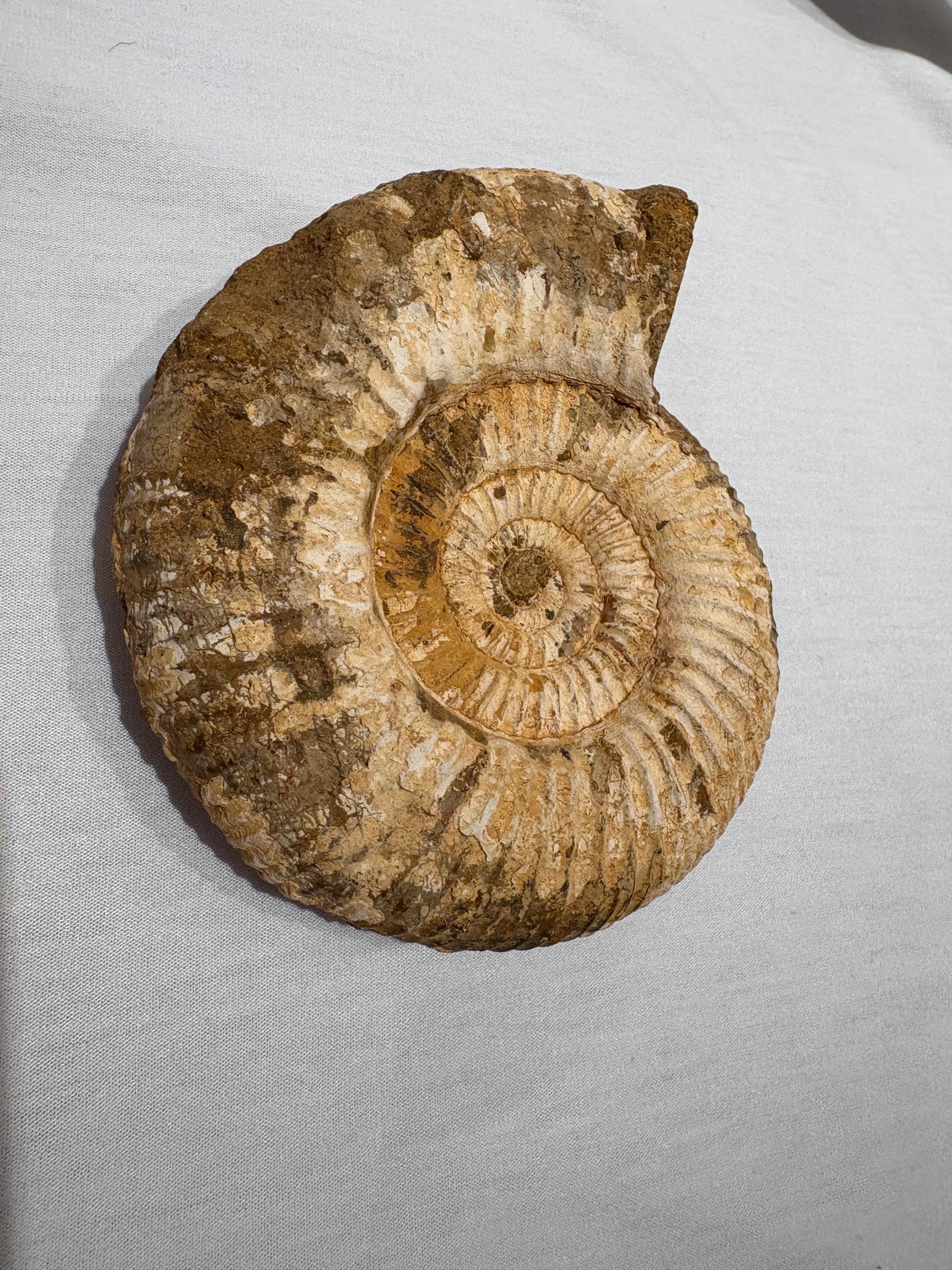 White ammonite, oxfordian stage, Madagascar