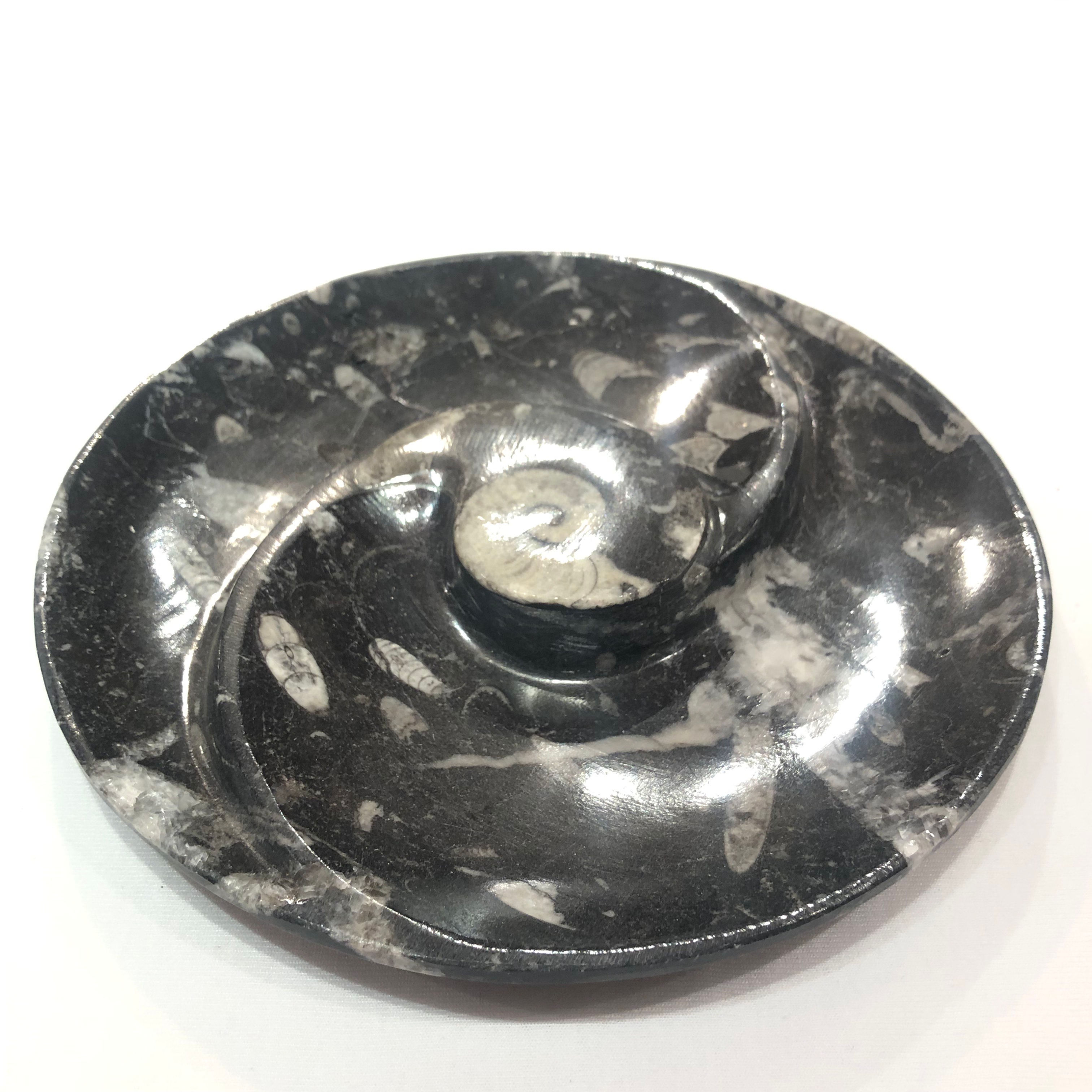 Orthoceras Fossil Curved Plate