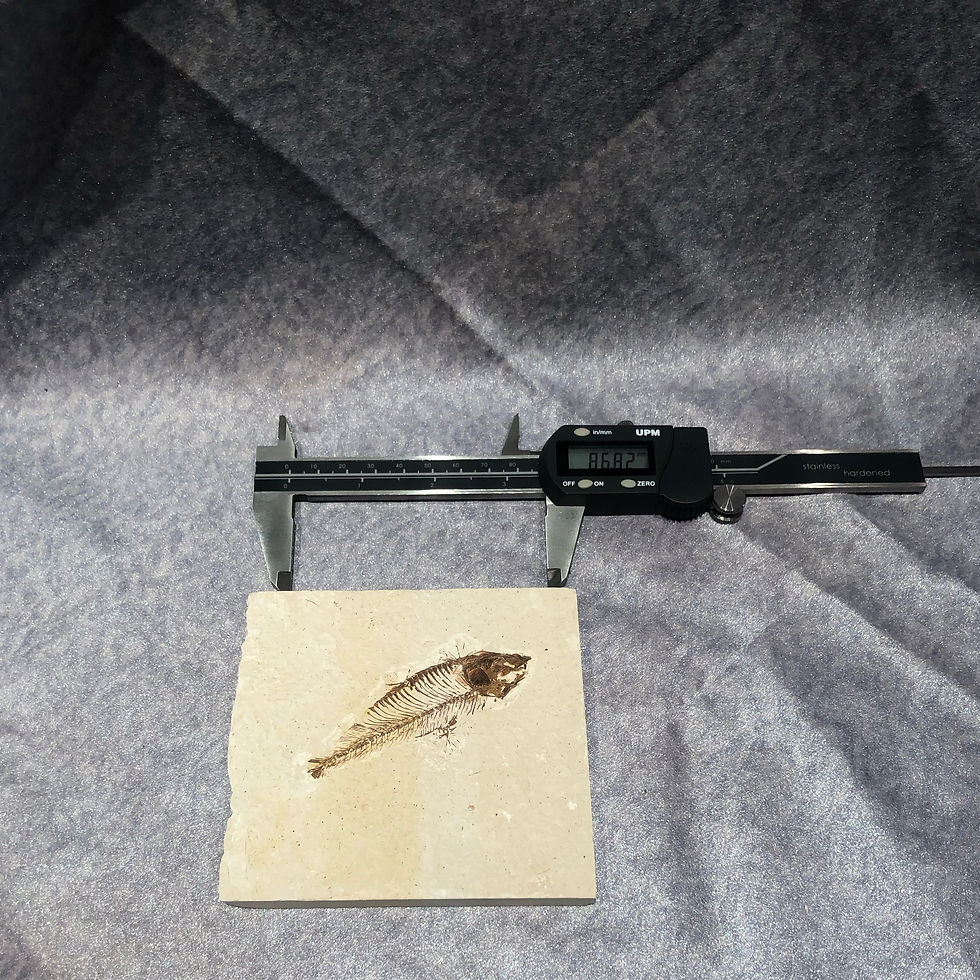 Thumbnail: Small Fish Fossil