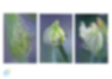Agapanthus