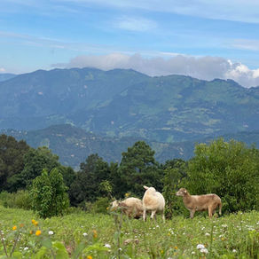 Journey to the Land of Sacred Mushrooms: San José del Pacífico, Mexico.