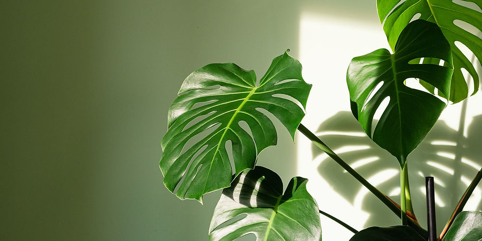 Miniatura: Monstera Deliciosa