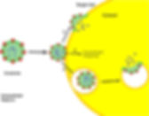 exosome 3.jpeg