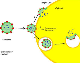 exosome 3.jpeg