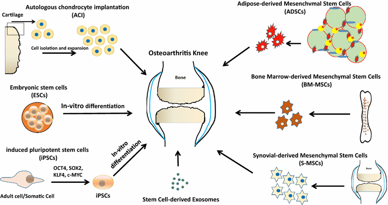 stem cell future.gif
