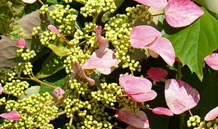 Schizophragma Hydrangeoides Roseum .jpg