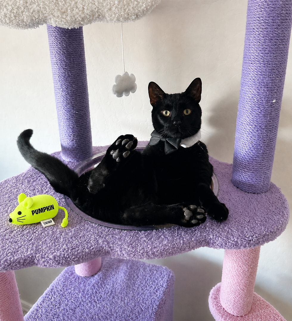 Photo of Claree Mae, a Pumpkin Ambassacat