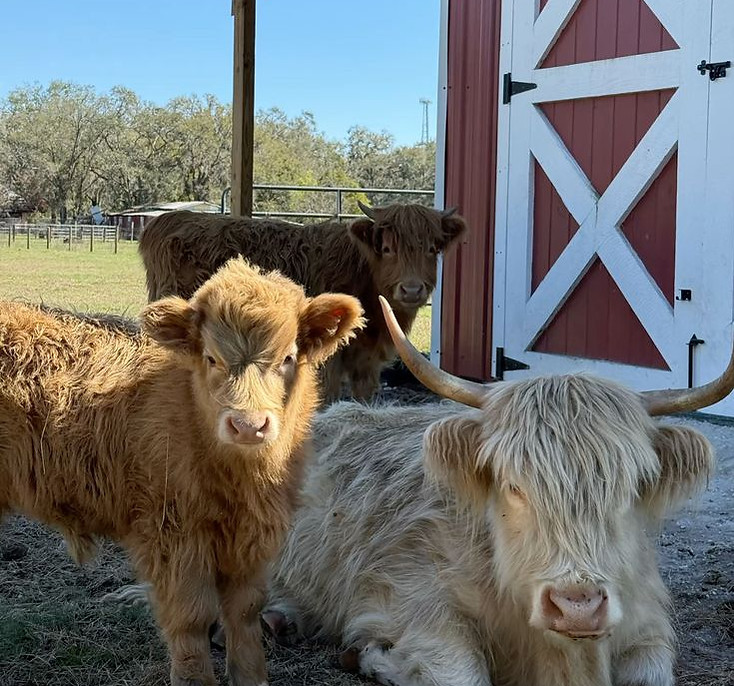 cows.jpg