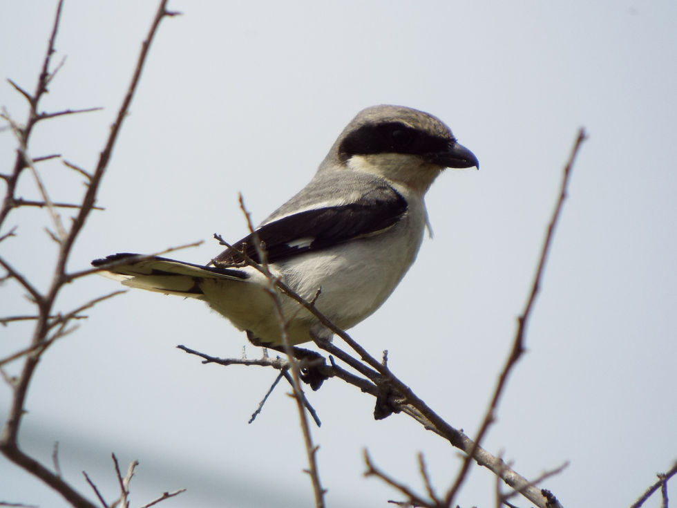 Loggerhead Shrike