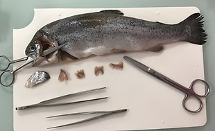 Capture d’écran 2026-03-27 à 11.44.16.png