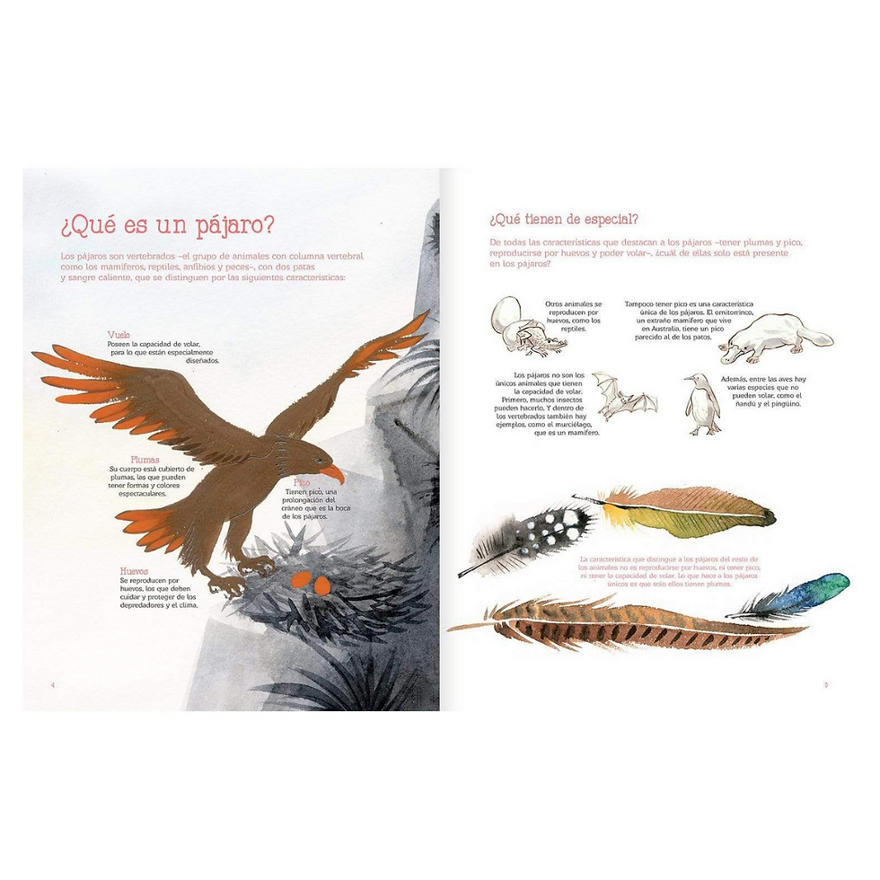 Miniatura: VUELO DE PÁJAROS AMERICANOS