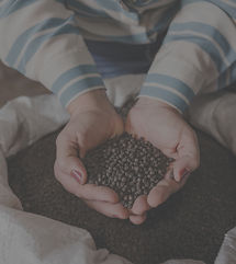 Fazenda Lagoa Seca, cultivo da pimenta d