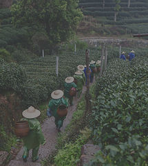 Tea Field Workers_edited.jpg