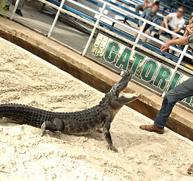 Alligators-Legends-of-the-Swamp-ShowPIC1-1200x765.jpeg