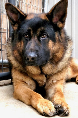 VondansuGermanShepherds.com Red And Black Sire Micah