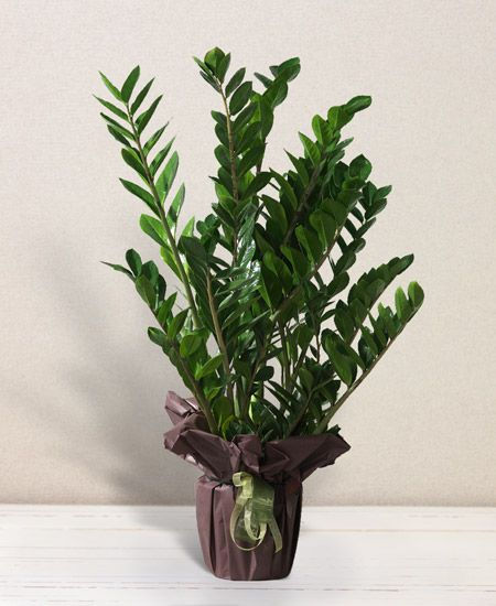 Miniatura: Piante Green da interno (€15/120)